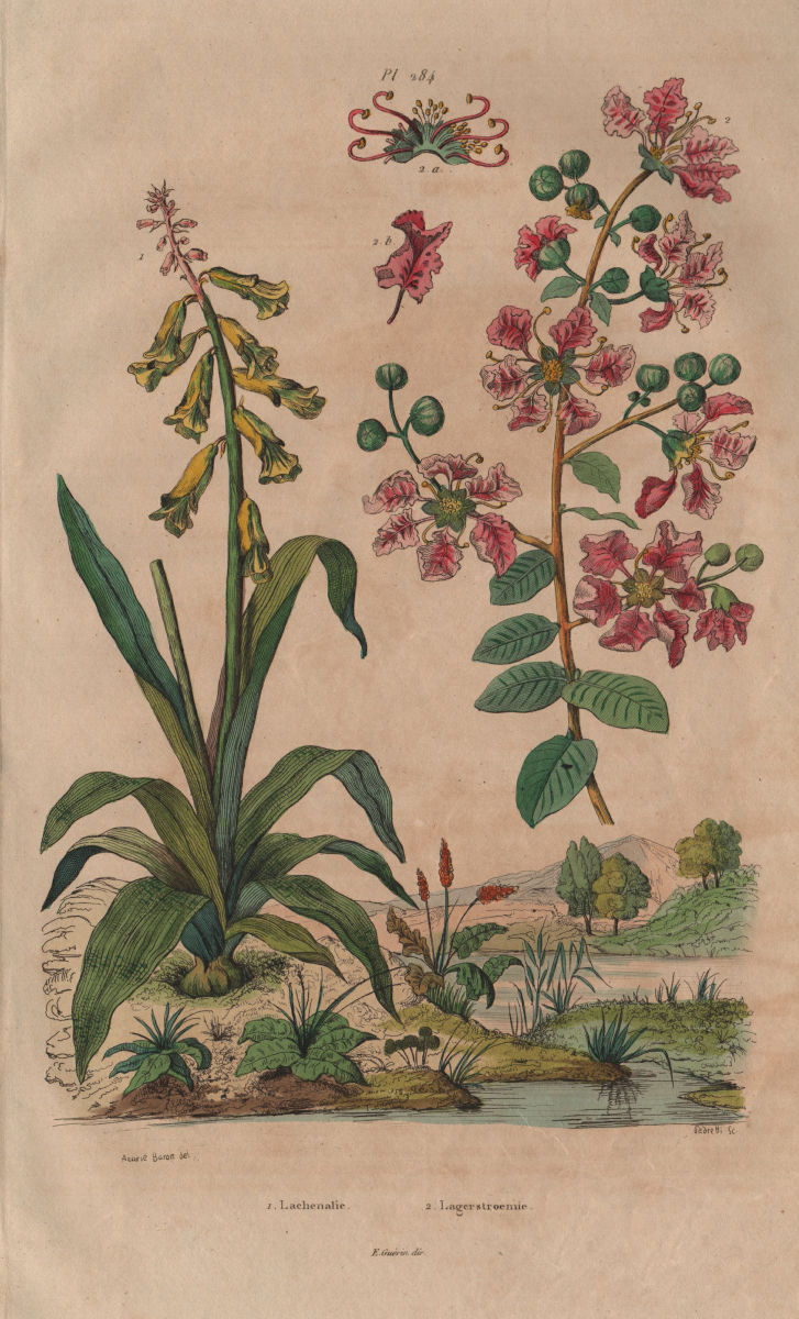 Associate Product PLANTS. Lachenalia. Lagerstroemia 1833 old antique vintage print picture