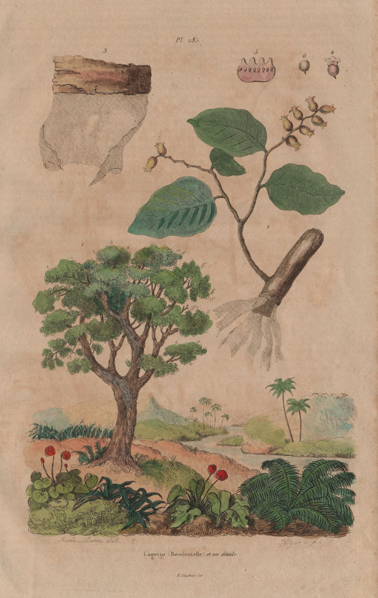 HOHERIA. Lagetto (Lace Bark Tree). Boisdentelle. Ribbonwood tree 1833 print