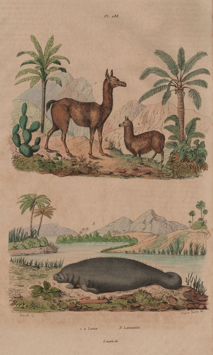 MAMMALS. Lama (Llama). Lamantin (Manatee) 1833 old antique print picture