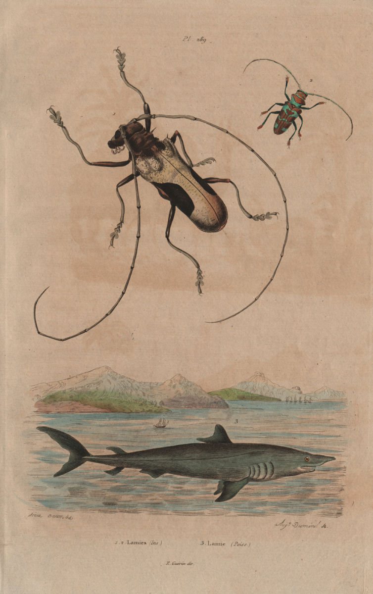 Associate Product ANIMALS. Lamia textor (Weaver Beetle). Mackerel Shark 1833 old antique print