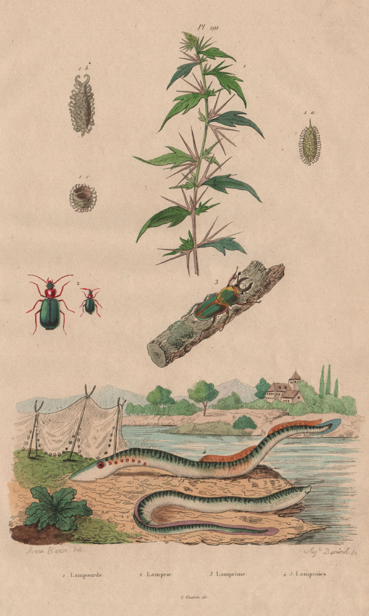Associate Product Lampourde/cocklebur.Lamprias.Lamprima oenea/Cuvier beetle.Lamproies/Lamprey 1833