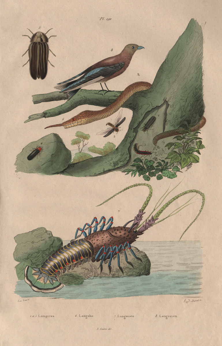 Associate Product Lampyris (firefly). Langaha snake. Langouste (Spiny lobster). Woodswallow 1833