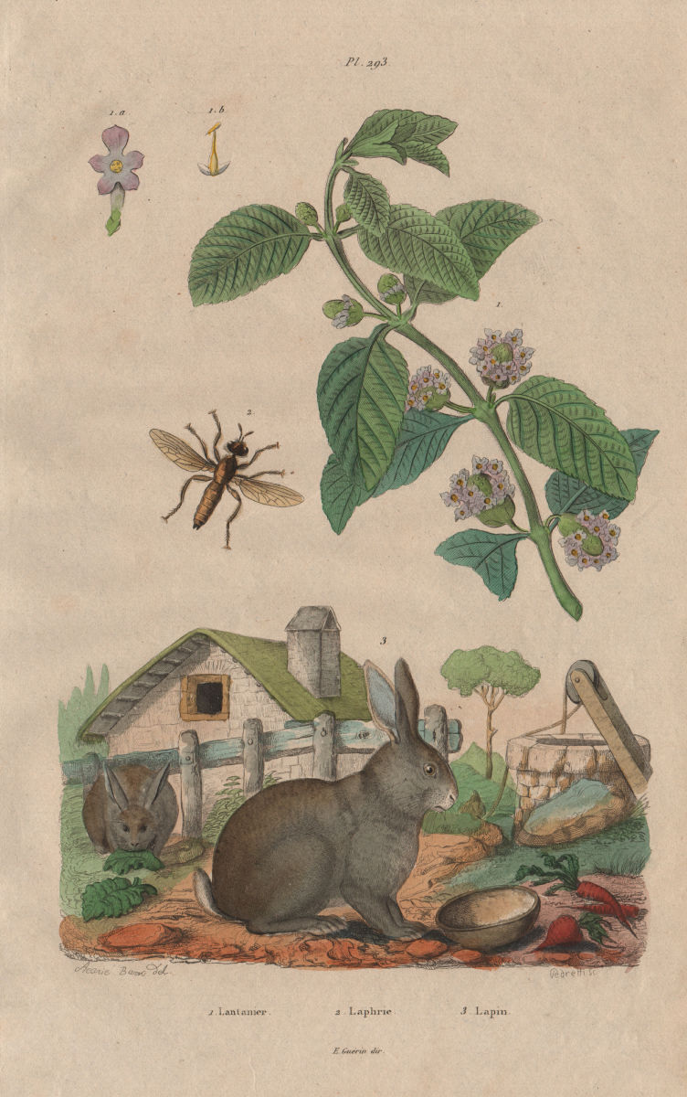 Lantana Camara (Wild Sage). Laphria (Bee-like Robber Fly). Lapin (Rabbit) 1833