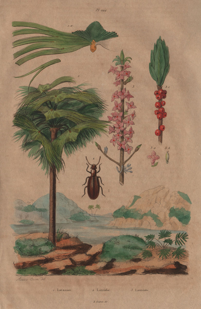Associate Product Latania (Red Latan Palm). Latridius beetle. Lauréole (Laurel) 1833 old print