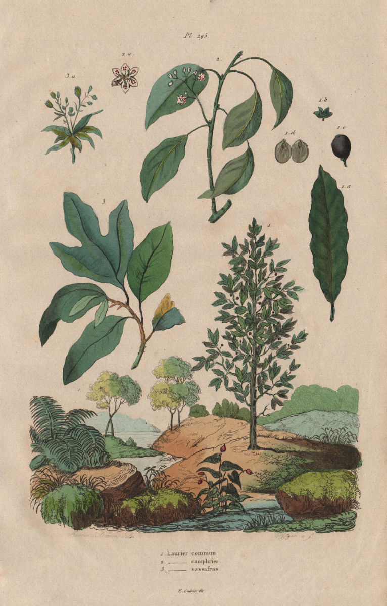 Associate Product LAUREL TREES Common Laurel. Camphor Laurel. Sassafras 1833 old antique print