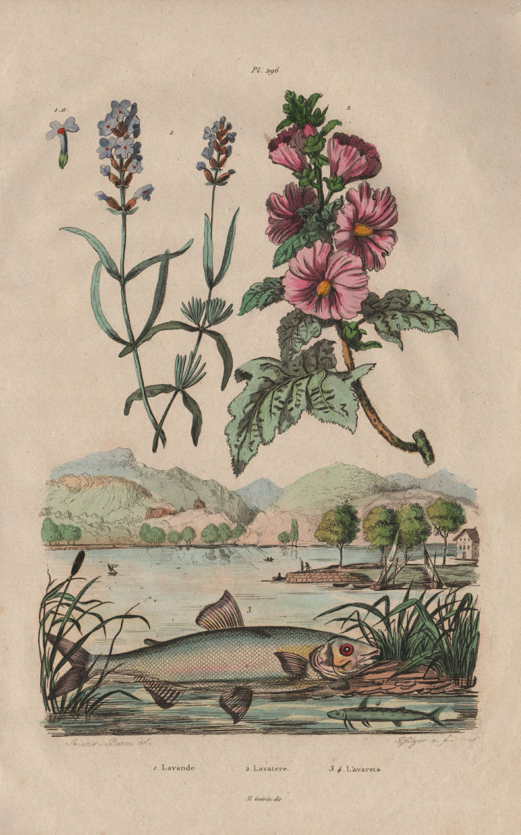 Lavande (Lavender). Lavatera (tree mallows). Lavarets (Whitefish) 1833 print