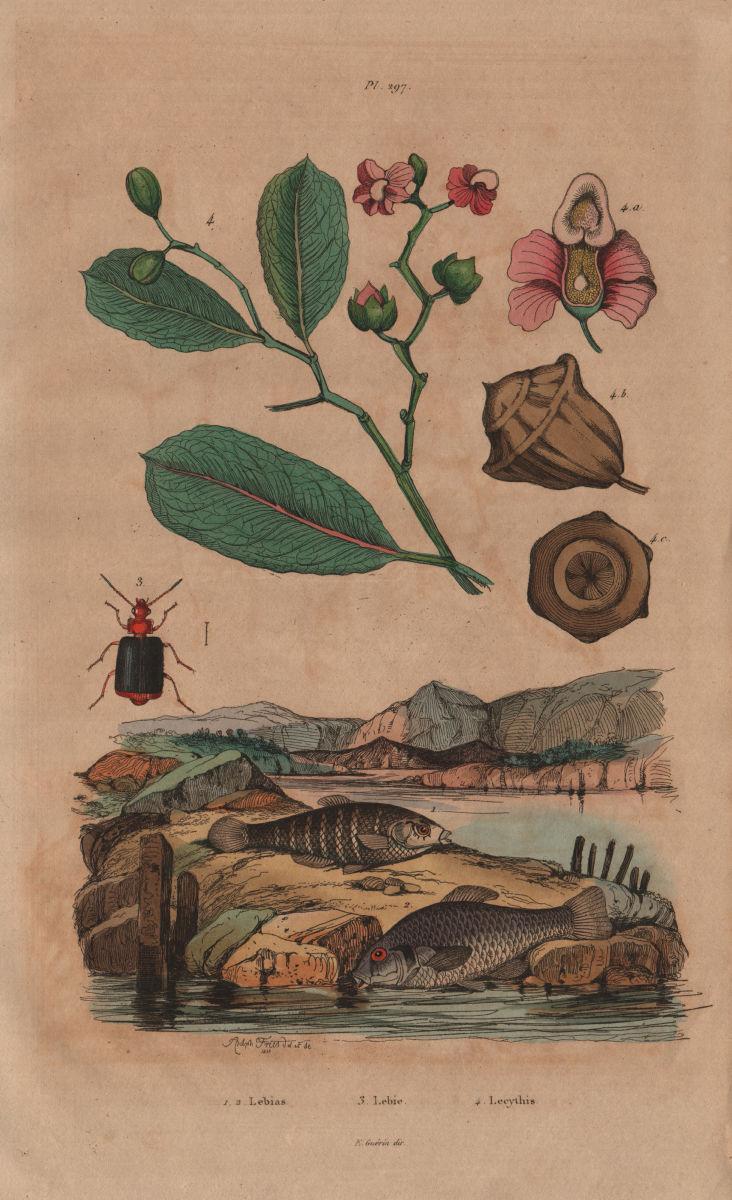 Associate Product Lebias fish. Lebia Grandis (Ground Beetle). Lecythis plant 1833 old print