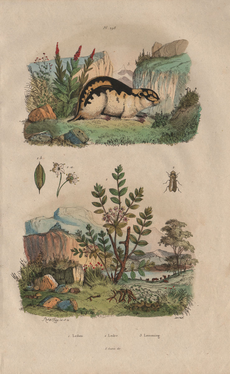Associate Product Ledum (Labrador Tea). Ledra (Leafhopper). Lemming 1833 old antique print
