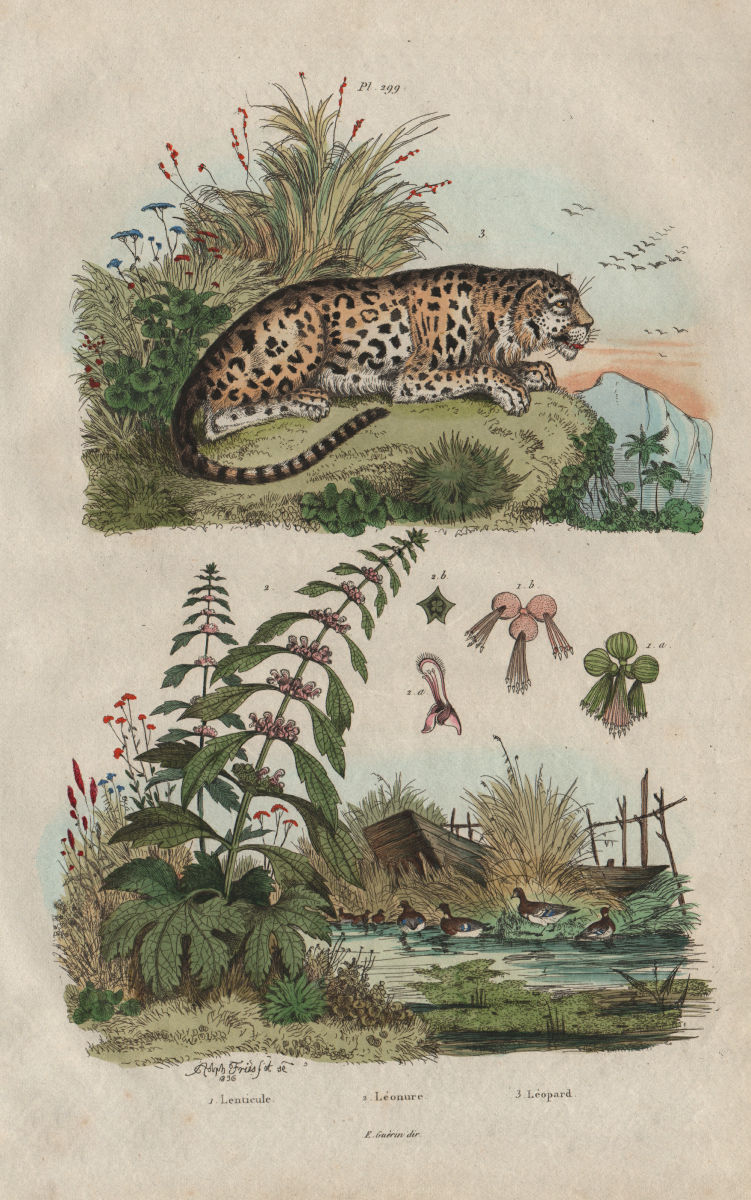 Associate Product LEOPARDS. Lenticule (duckweed). Leonotis leonurus (lion's tail). Leopard 1833