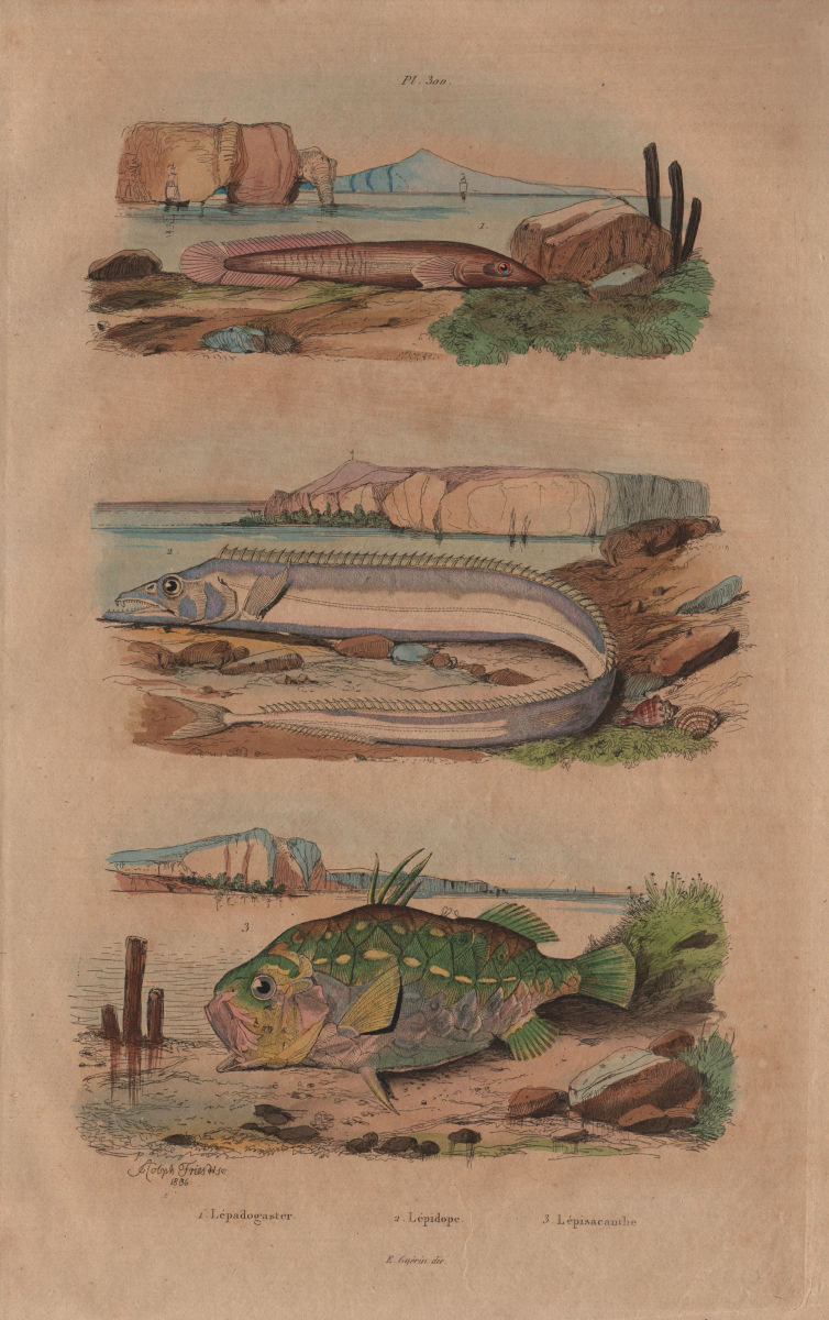 Associate Product Clingfish.Lepidopus/silver scabbardfish.Monocentris/pinecone/pineapple fish 1833