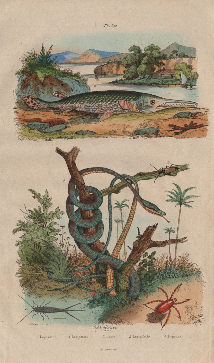 Associate Product Lepisma (silverfish). Lepisosteus (Gar fish). Red velvet mite. Parrot snake 1833