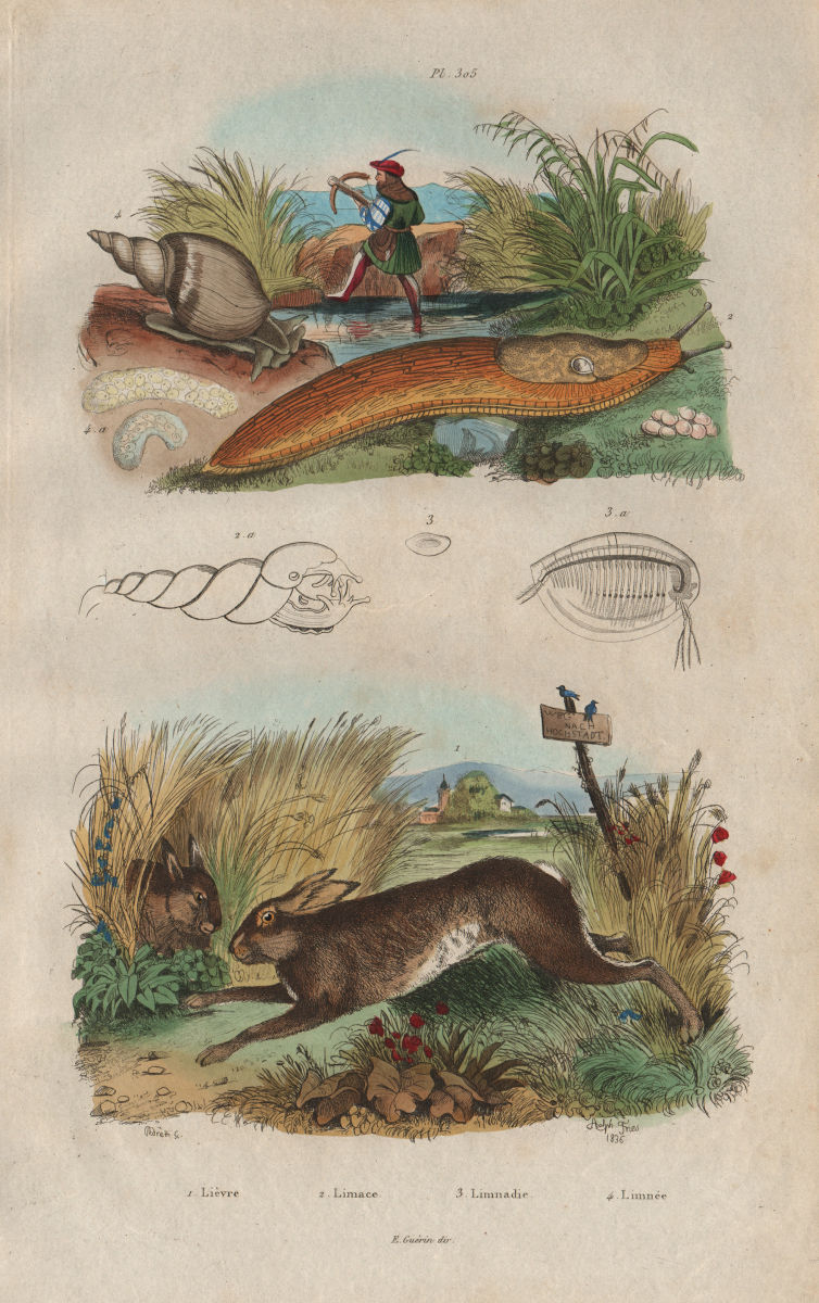 Associate Product Lièvre (Hare). Limace (Slug). Limnadie. Lymnaea (pond snail) 1833 old print