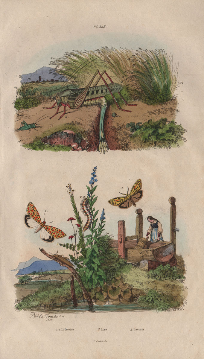 Associate Product INSECTS. Lithosia butterflies. Lixe (LIX). Locuste (Locust) 1833 old print