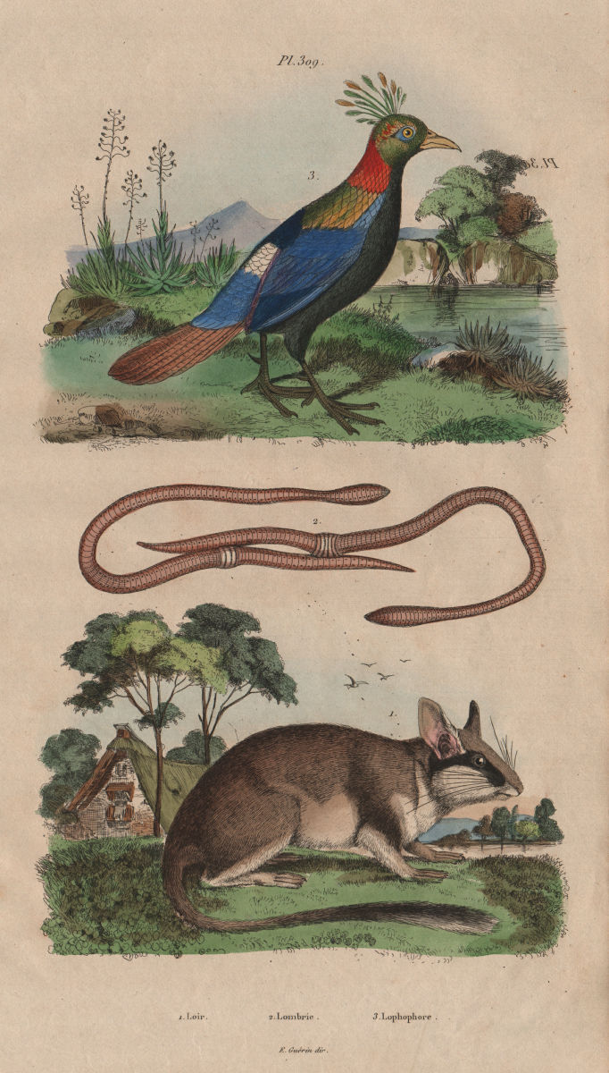 Loir (Dormouse). Lombric (Earthworm). Lophophorus (Himalayan Mona monkey) 1833