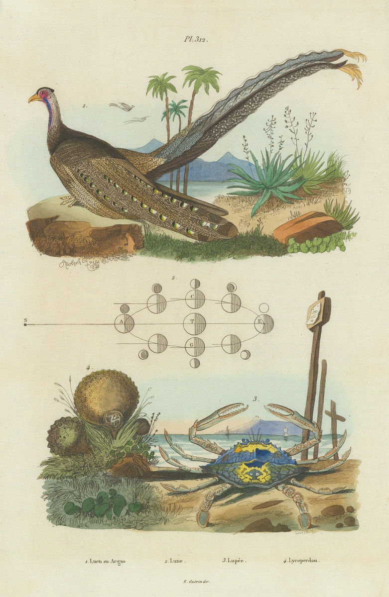 Argus. Portunus pelagicus(blue swimmer crab). Lycoperdon(puffball mushroom) 1833