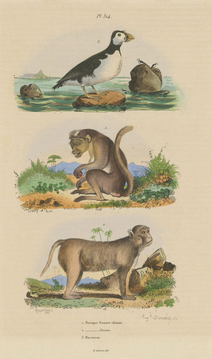 Chinese Bonnet Macaque. Rhesus Macaque. Macareux (Puffin) 1833 old print