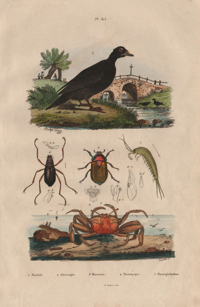 Associate Product Machilidae. Macraspis & water beetles. Scoter. Telescope-eyed ghost crab 1833