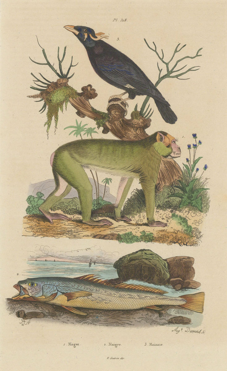 Magot (Barbary Macaque). Maigre (Meagre or shade-fish). Mainate (Mynah) 1833