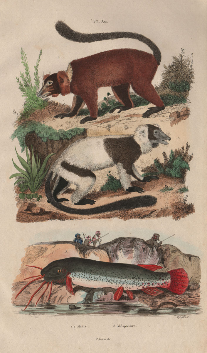 Associate Product ANIMALS. Maki (Lemur). Malapterurus electricus (Electric Catfish) 1833 print