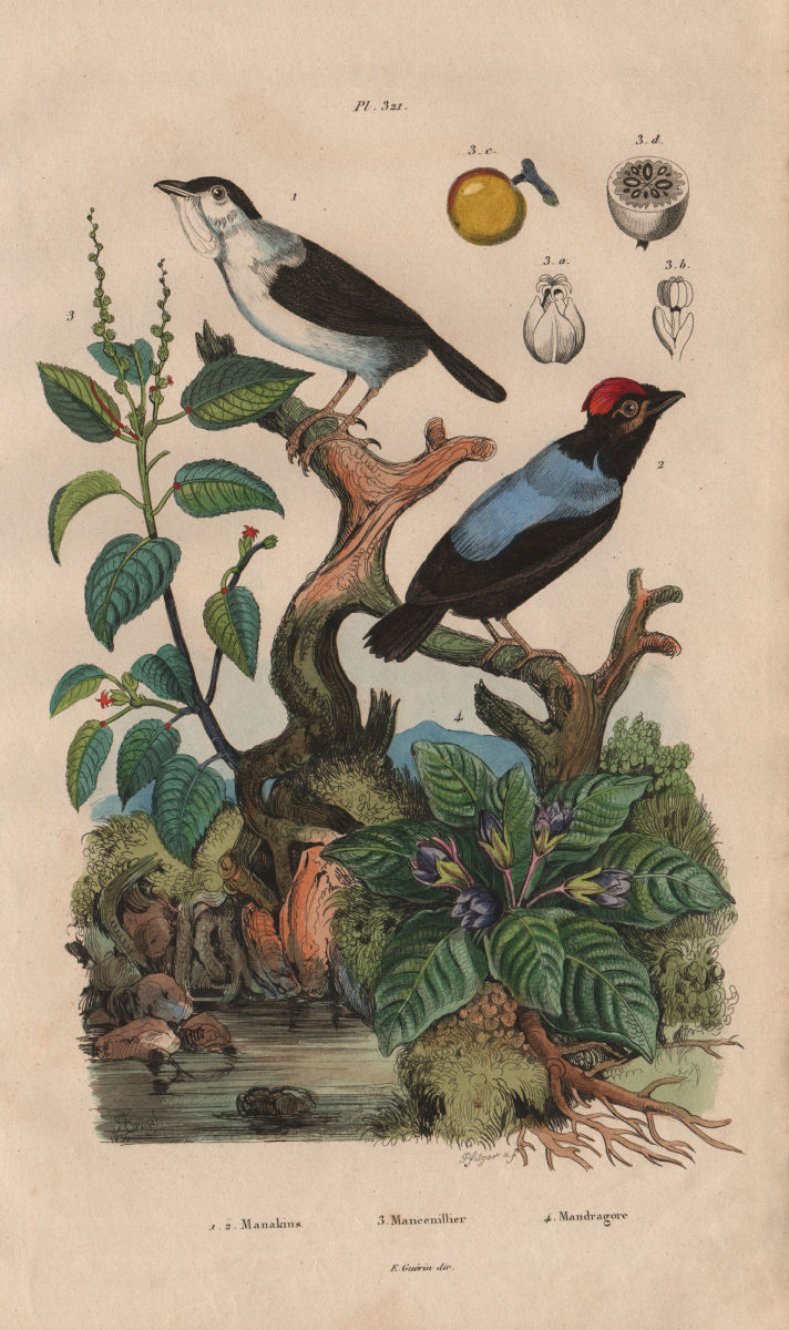 White-bearded & Blue-backed Manakins. Manchineel tree. Mandragora/Mandrake 1833