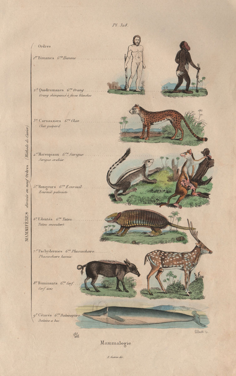 MAMMAL KINGDOM. Mammalogie. 9 orders. Classification 1833 old antique print