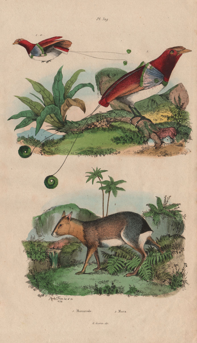 BIRDS/RODENTS. Manucode (King Bird of Paradise). Mara 1833 old antique print