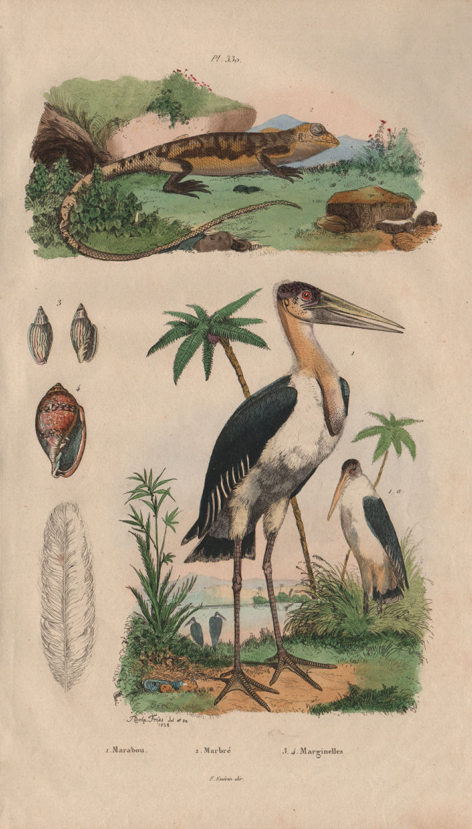 Marabou Stork. Marbré (Marbled newt). Marginella 1833 old antique print