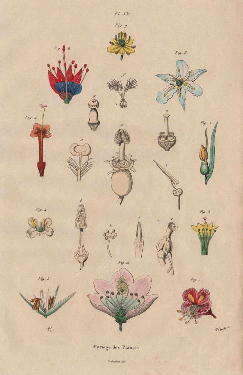 PARTS OF FLOWERS. Mariage des Plantes. Plants 1833 old antique print picture