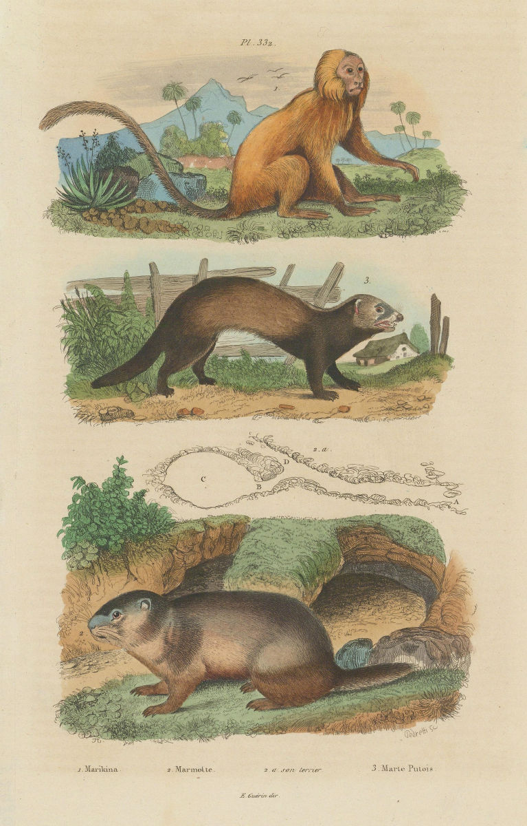Associate Product Marikina (Golden Lion Tamarin). Marmot. European polecat (Mustela putorius) 1833