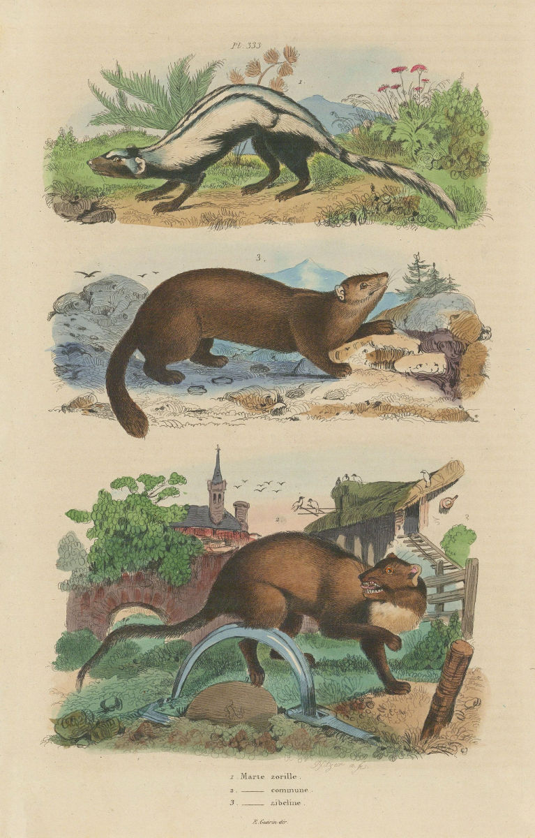 MUSTELIDS. Zorilla (Striped polecat). Cmn Marten. Martes Zibellina (Sable) 1833