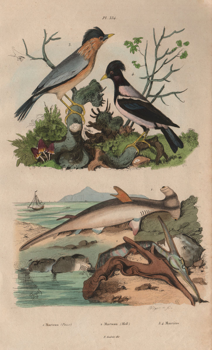 Associate Product Marteau (Hammerhead shark). Isognomon. Martin birds 1833 old antique print