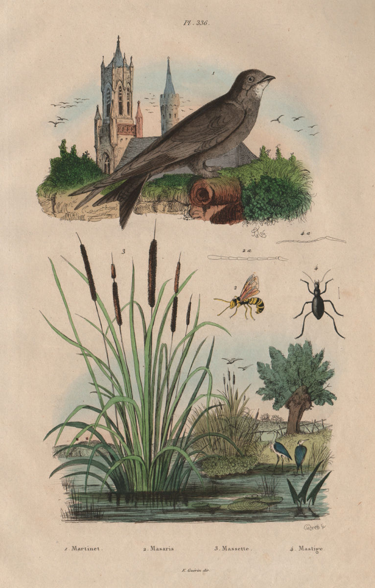 Associate Product Martinet (Swift). Masaris vespiformis wasp. Massette (bulrush). Mastige 1833