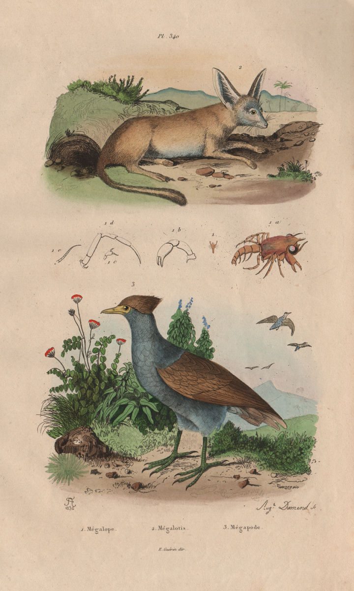 Associate Product Megalopal. Mégalotis (Bat-Eared Fox). Megapode (orange-footed scrubfowl) 1833