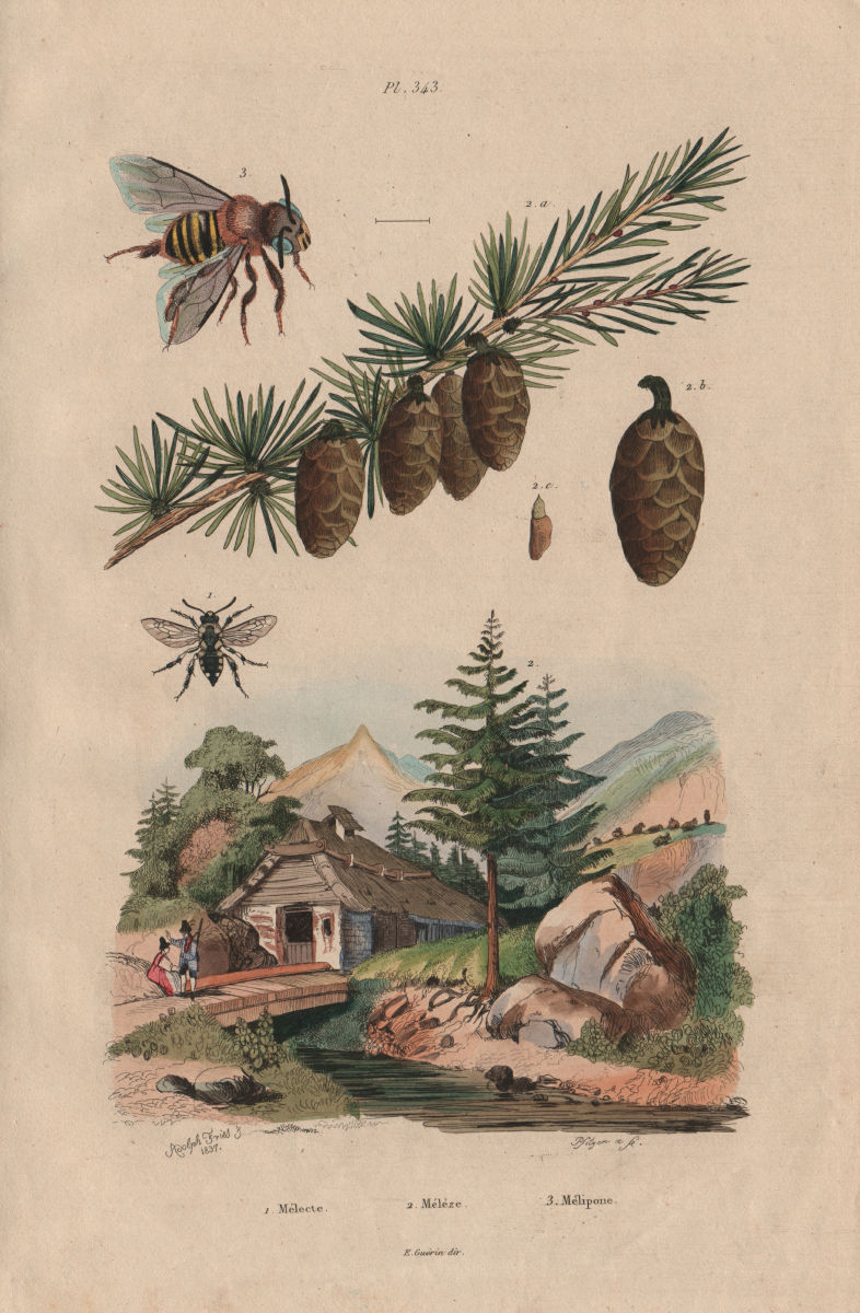 Associate Product Melecta (Cuckoo bee). Méléze (Larch). Mélipona (Stingless Bee) 1833 old print