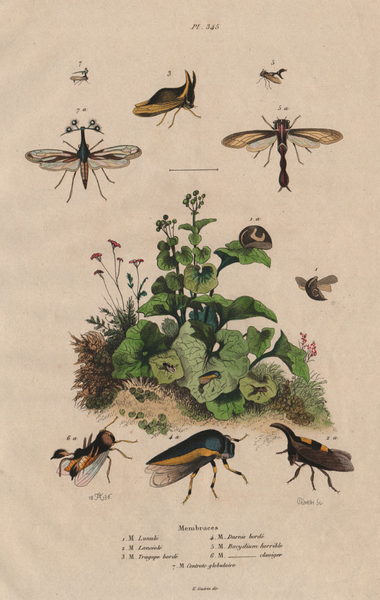 MEMBRACIDAE. Treehoppers. Thorn bugs. Insects. Membraces 1833 old print
