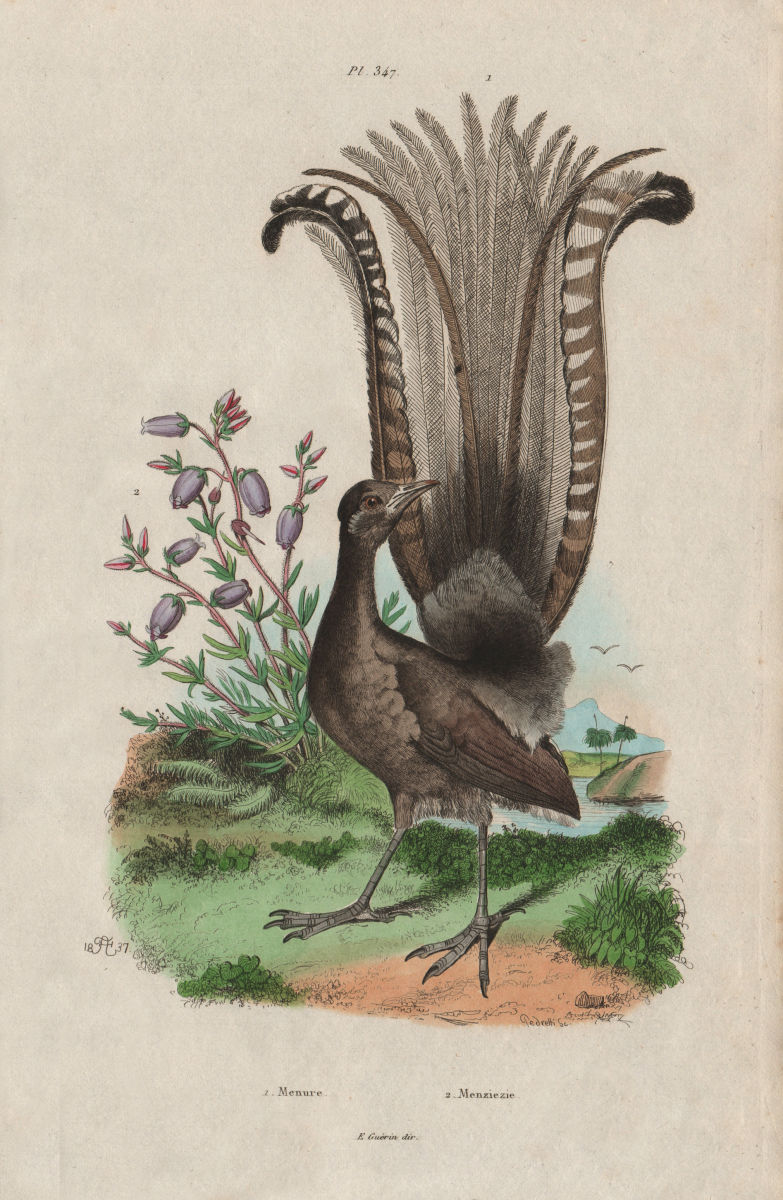 Menure (Lyrebird). Menziezie (False Azalea) 1833 old antique print picture