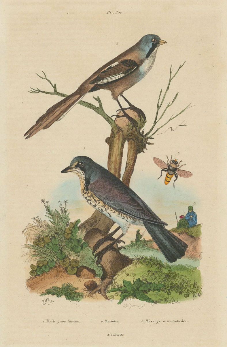 Associate Product Grive litorne (Fieldfare). Merodon hoverfly. Mésange (Bearded Reedling) 1833