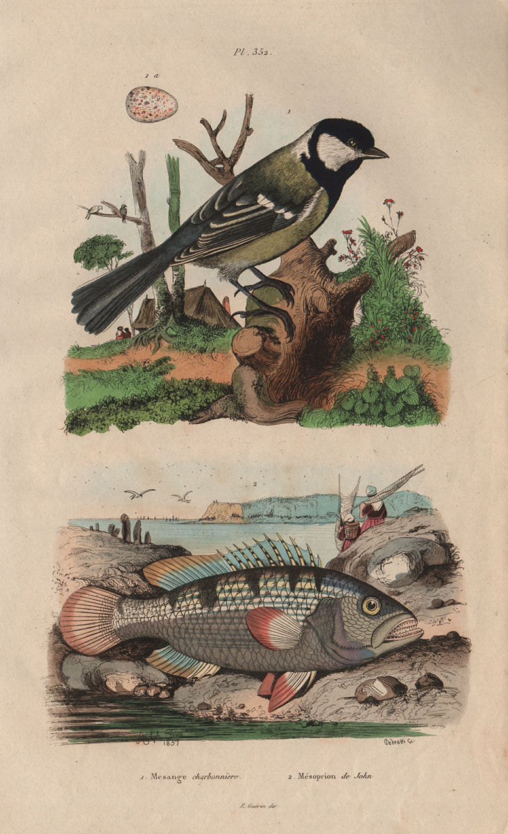 Mesange Charbonnière (Great Tit). Mésoprion John (John's Snapper) 1833 print