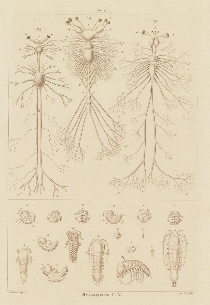 INSECTS. Métamorphoses. Metamorphosis Pl. V 1833 old antique print picture