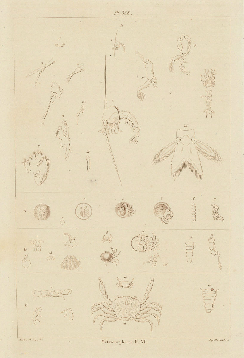 CRUSTACEANS. Métamorphoses. Metamorphosis. Pl. VI 1833 old antique print