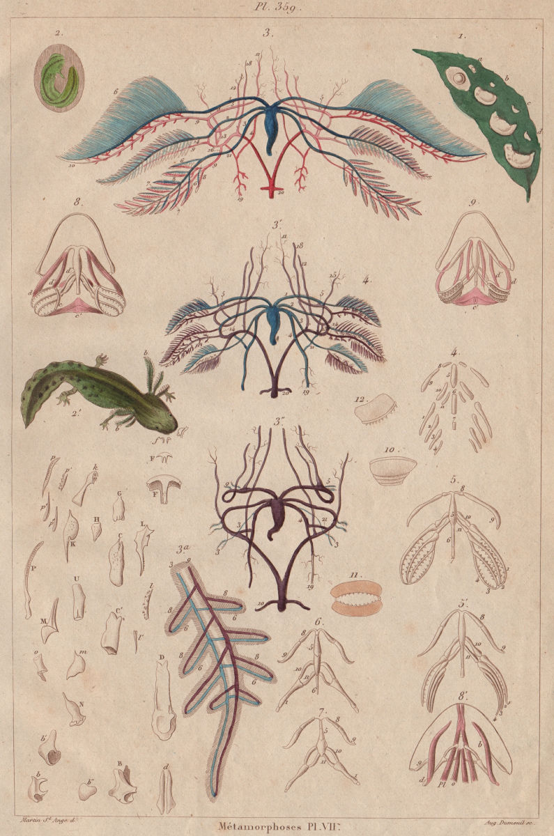 AMPHIBIANS. Métamorphoses. Metamorphosis. Pl. VII 1833 old antique print