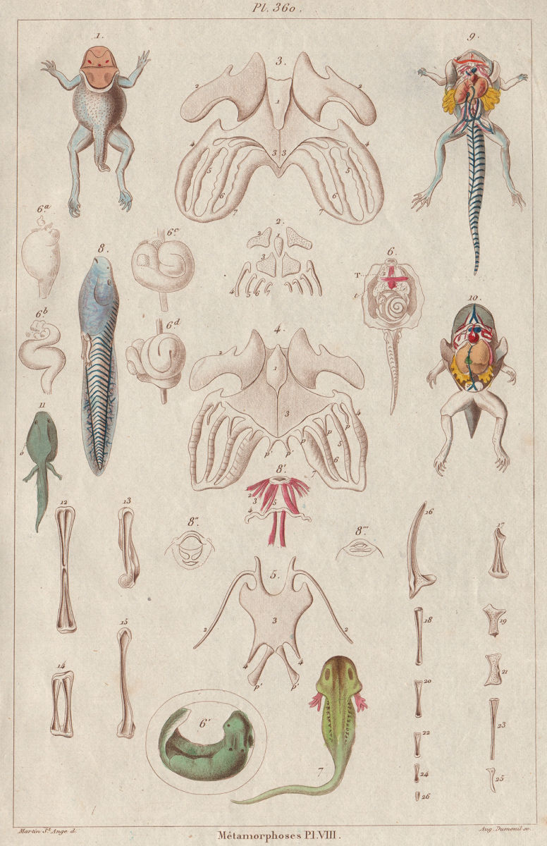 FROGS. Métamorphoses. Metamorphosis. Pl. VIII 1833 old antique print picture