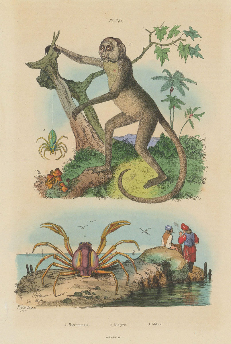 Green Huntsman spider. Mictyris(Soldier crab).Muriqui(woolly spider monkey) 1833