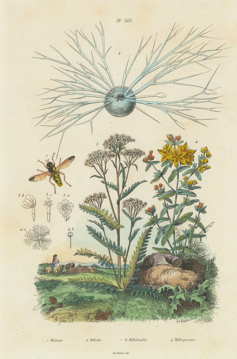 Associate Product Flower Fly. Miliolida. Yarrow. Hypericum perforatum (St John's wort) 1833