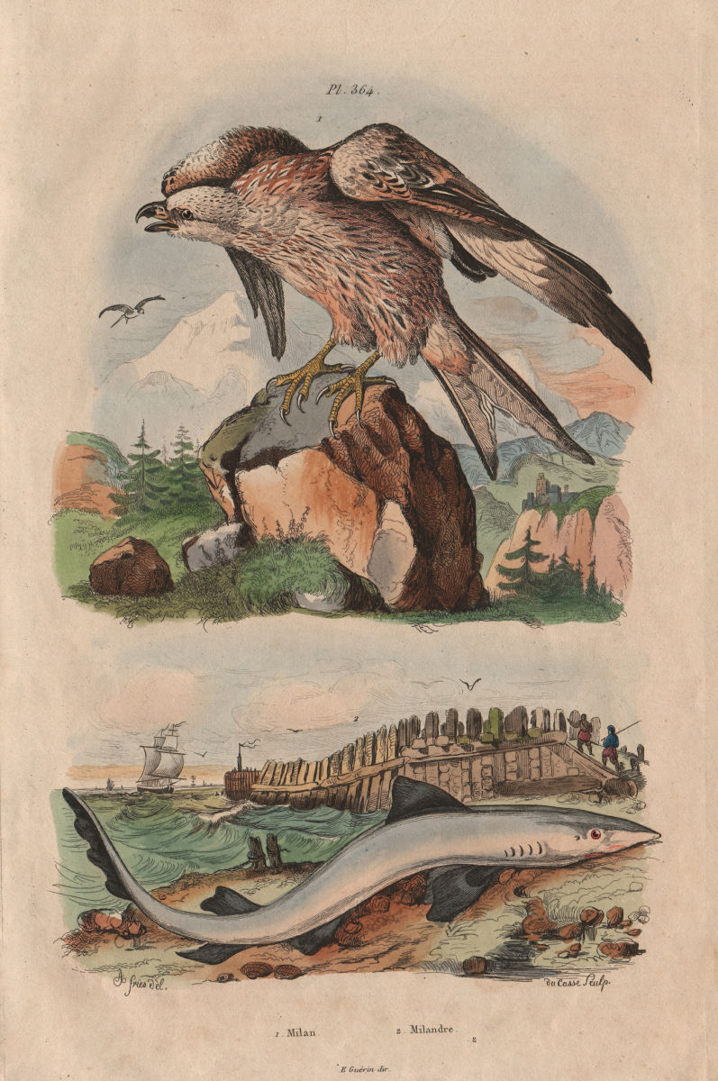 Associate Product ANIMALS. Milan (Kite). Milandre (Tope/School Shark) 1833 old antique print
