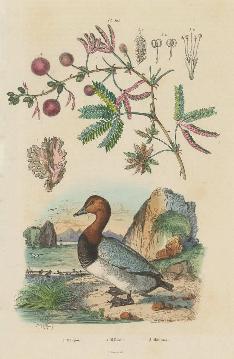 Millépore (Fire Coral). Milouin (Pochard Duck). Mimeuse (Mimosa) 1833 print