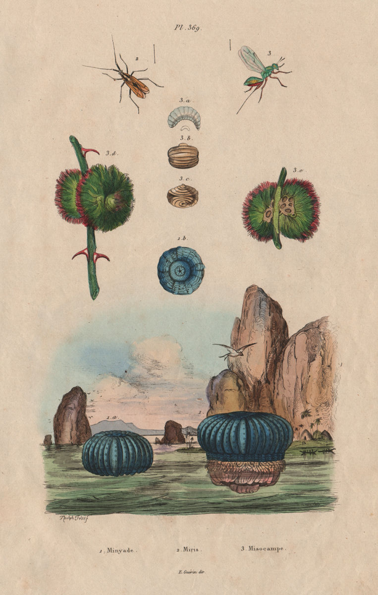Associate Product Blue Minyade (Minyas caerulea). Miridae bug. Misocampe (Torymus philippii) 1833