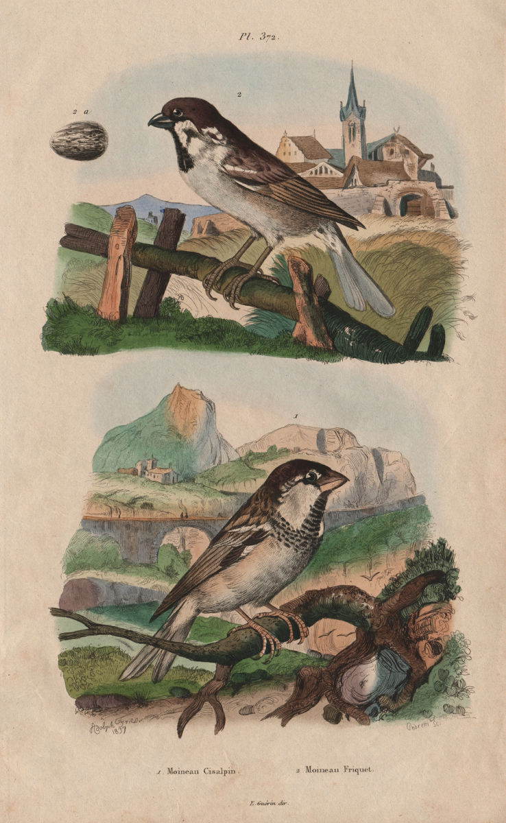 Associate Product Moineau Cisalpin (Italian sparrow). Moineau Friquet (Eurasian Tree Sparrow) 1833