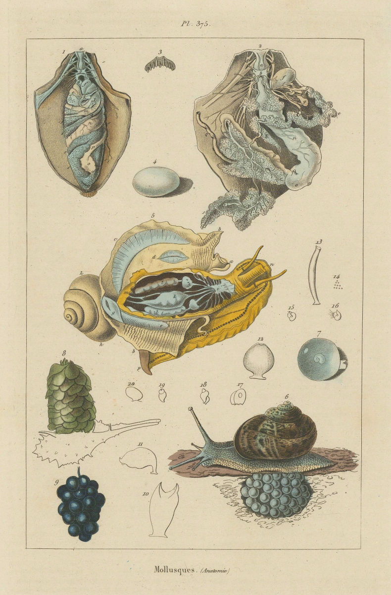 MOLLUSCS. Mollusques. Anatomy I 1833 old antique vintage print picture