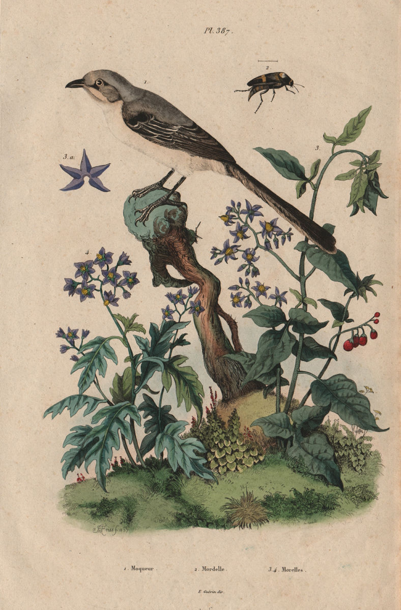 Mockingbird. Mordellidae (Tumbling Flower Beetle). Woody Nightshade 1833 print